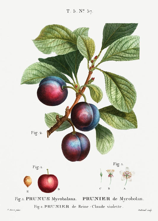 Cherry Plum Botanical Poster
