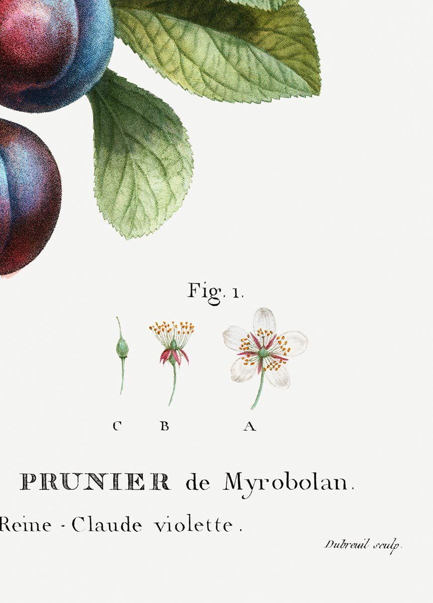 Cherry Plum Botanical Poster