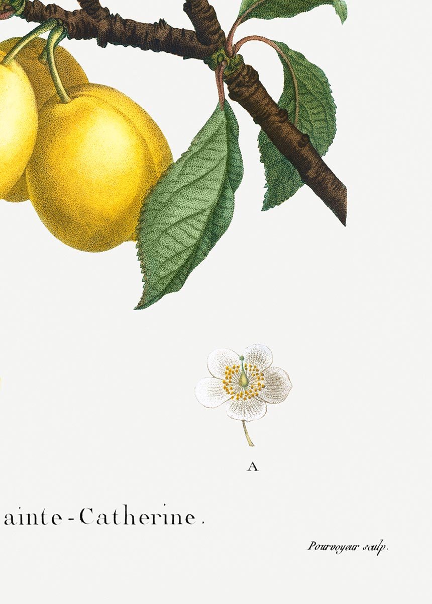 Alpine Apricot Botanical Poster