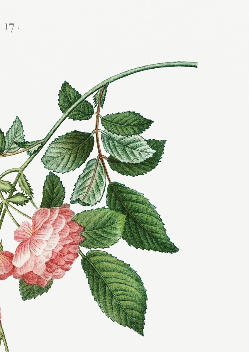 Rosa Multiflora Botanical Poster