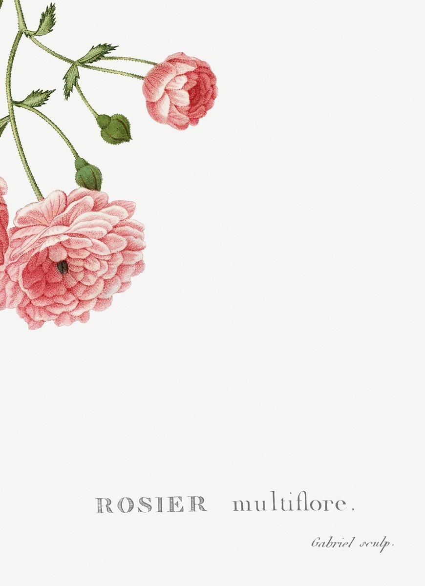 Rosa Multiflora Botanical Poster