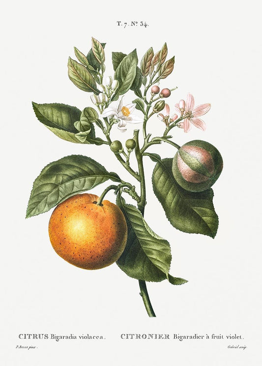 Bitter Orange botanical Poster