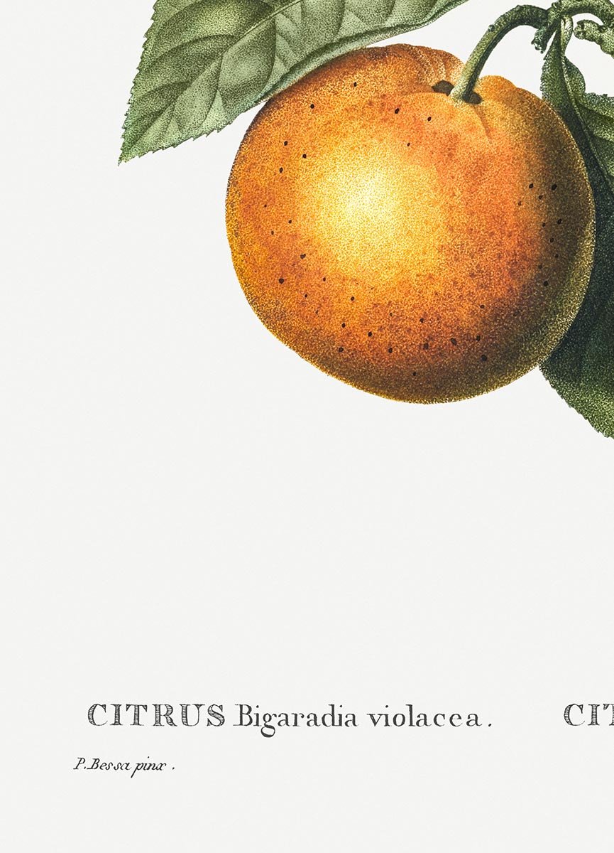 Bitter Orange botanical Poster