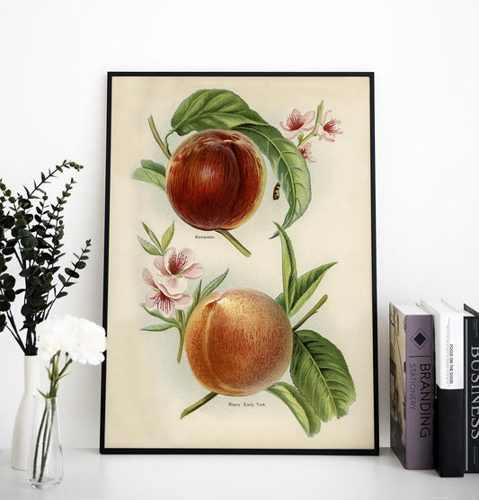 Alexander Early York Peaches Fruit Poster