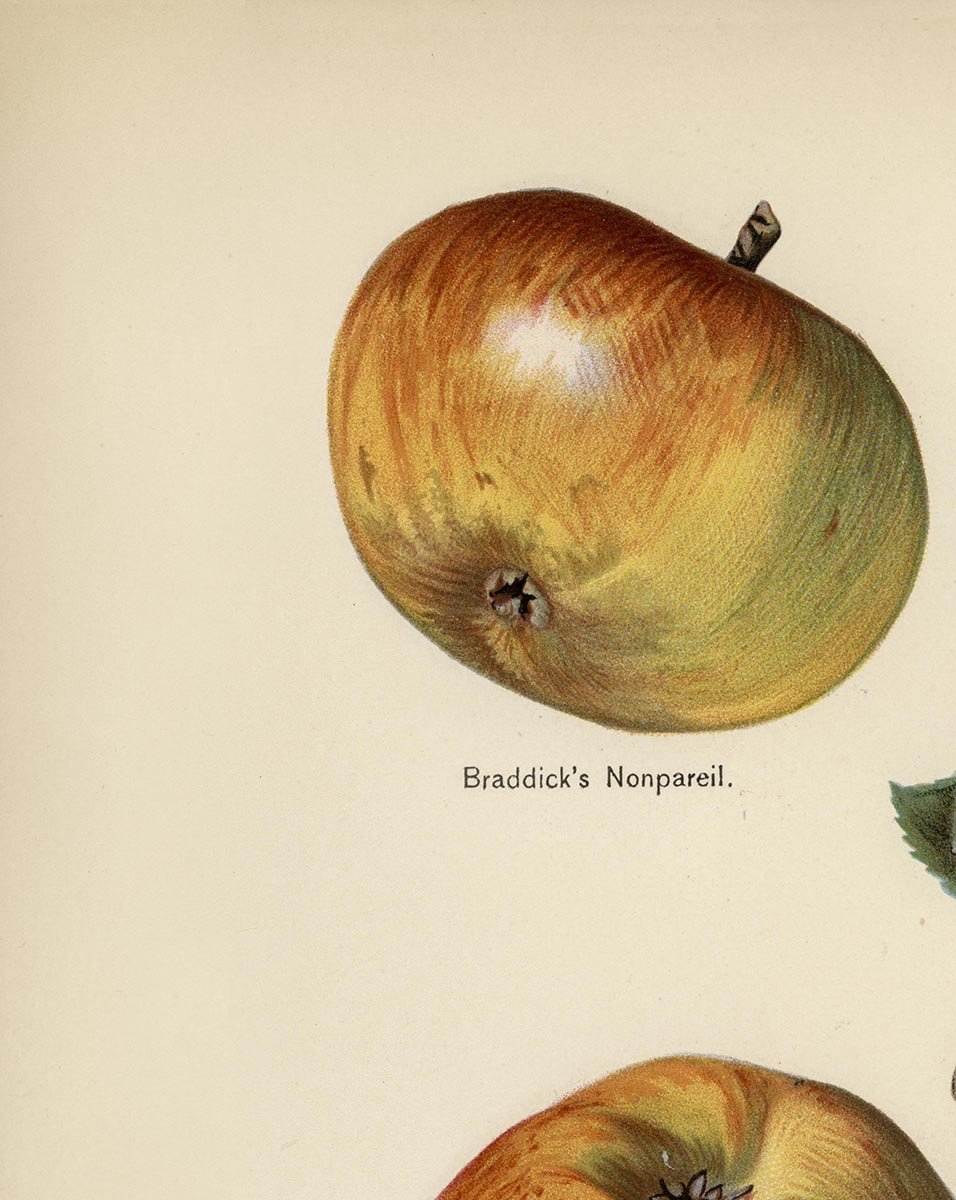 Belle de Pontoise Apples Fruit Poster