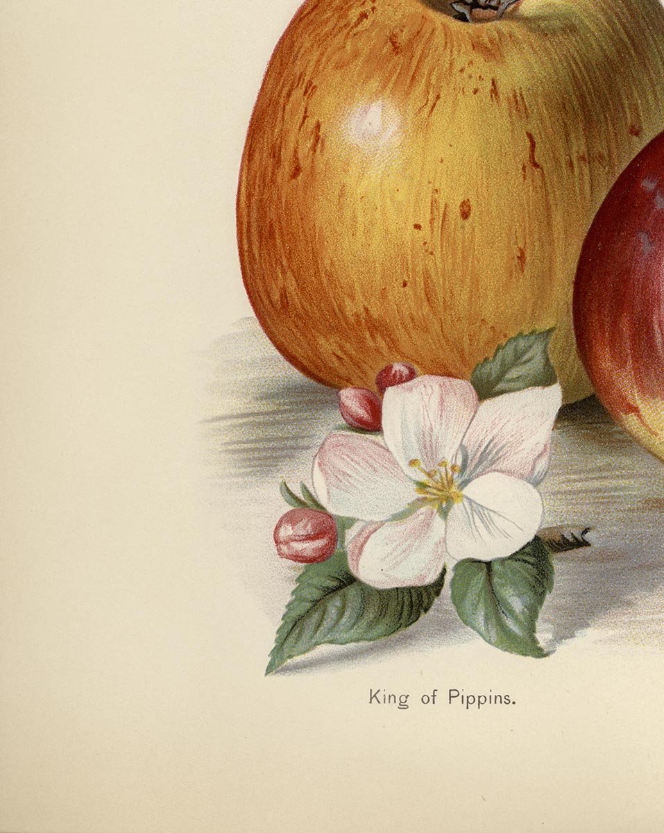 Belle de Pontoise Apples Fruit Poster