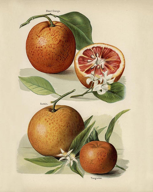 Blood Orange Fruit Poster