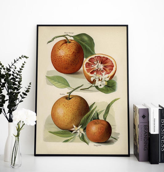 Blood Orange Fruit Poster