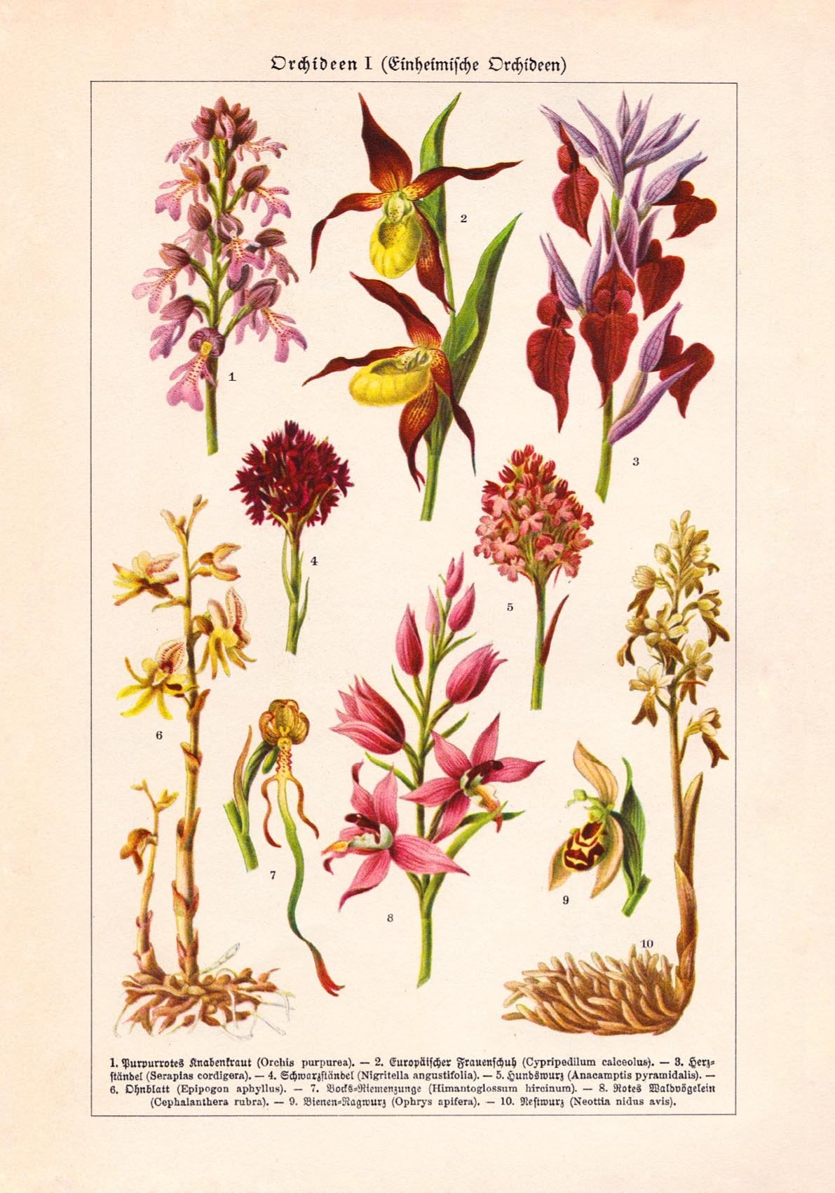 Orchid Flowers Chart