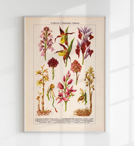 Orchid Flowers Chart
