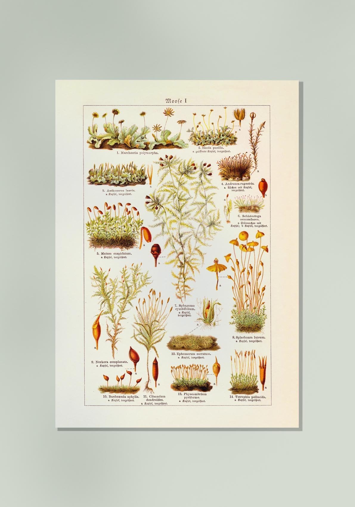 Moss Plants Vintage Chart