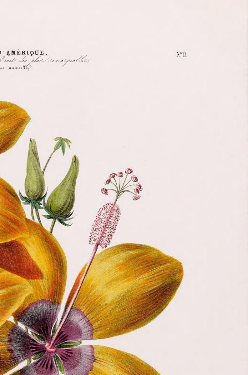 Hibiscus Botanical Poster