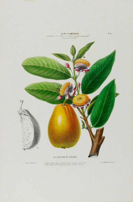 Cayenne Botanical Poster