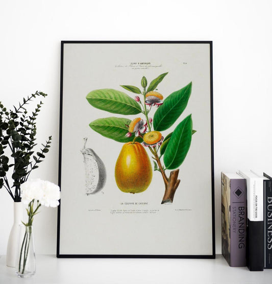 Cayenne Botanical Poster