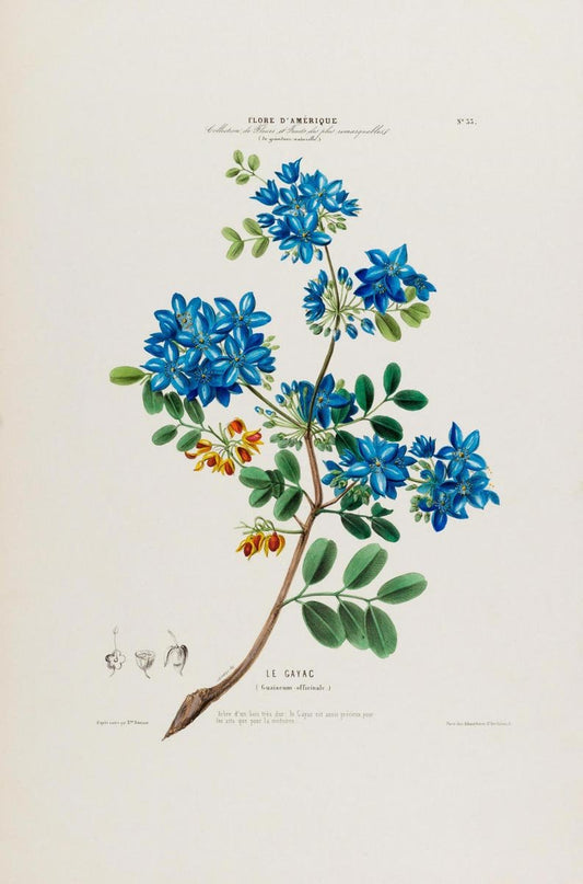 Le Gayac Botanical Poster