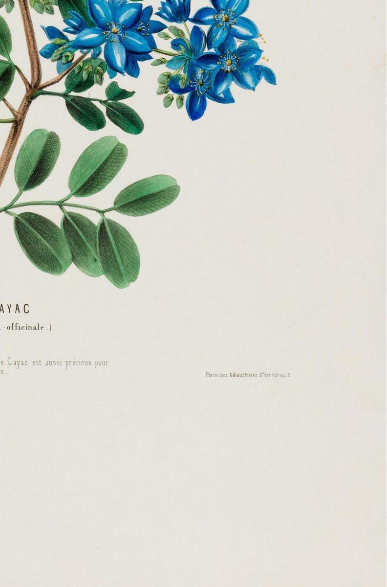 Le Gayac Botanical Poster