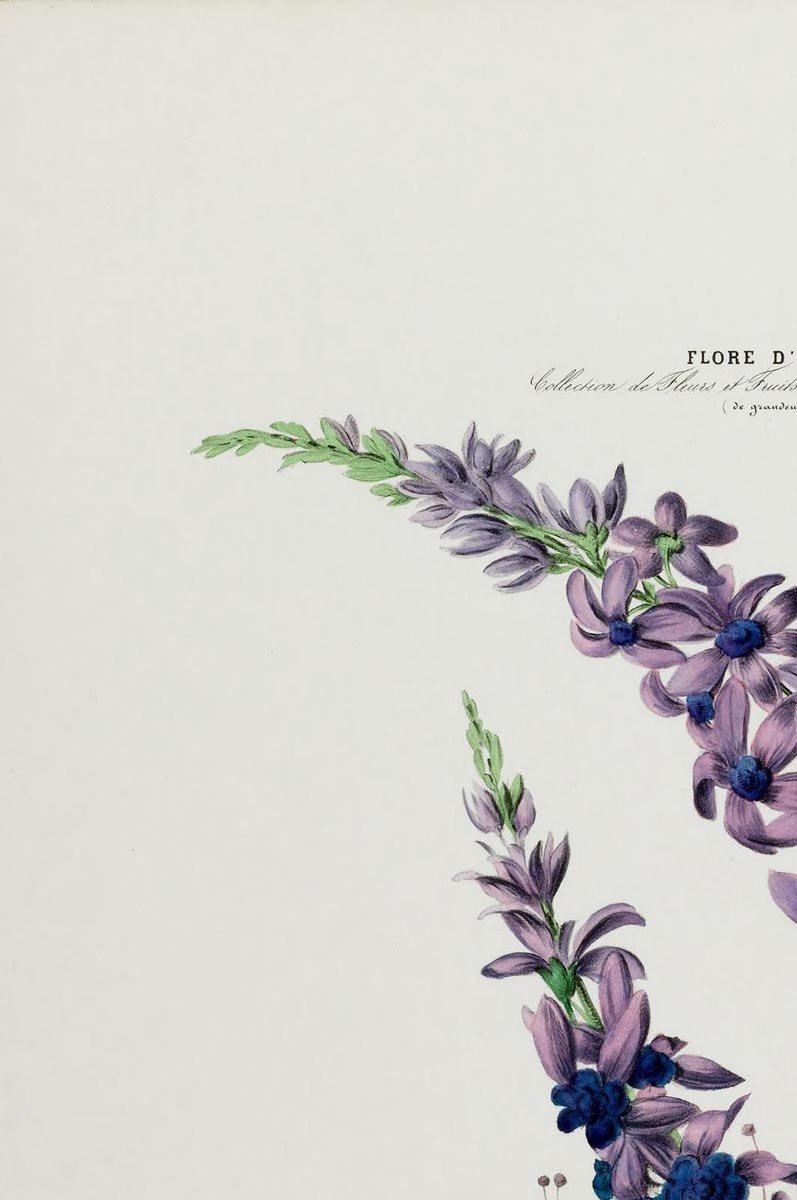 La Fleur De St Jean Botanical Poster