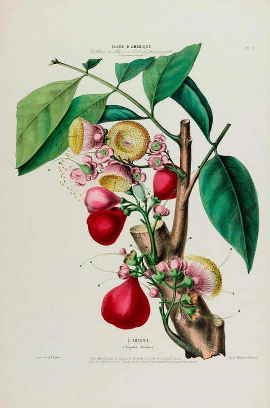 L'Eugenie Botanical Poster