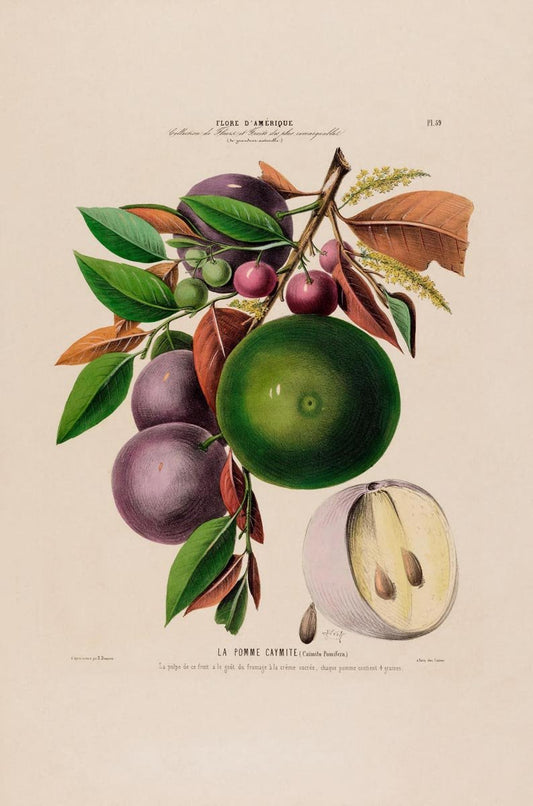 La Pomme Caymite Botanical Poster