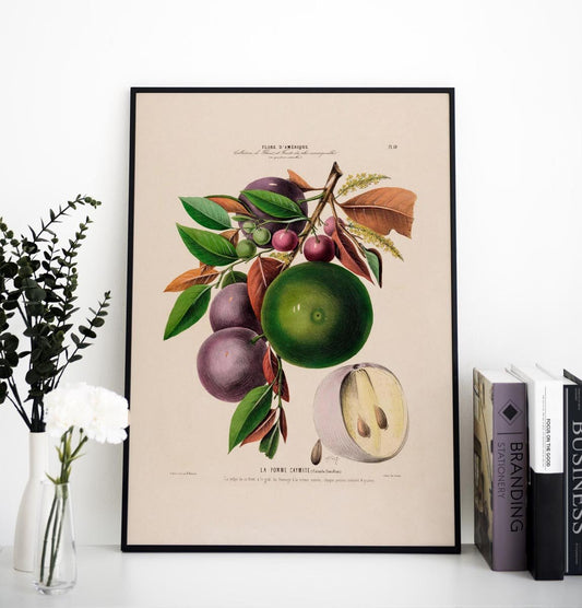 La Pomme Caymite Botanical Poster