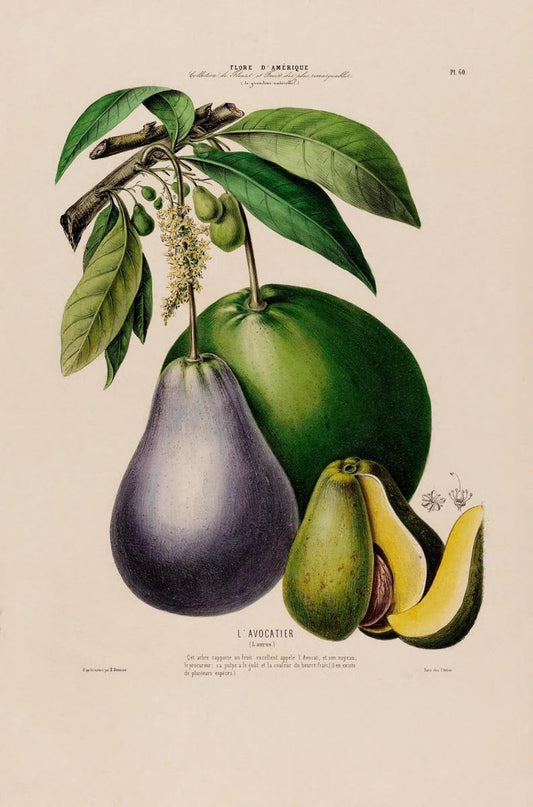L'Avocatier Botanical Poster