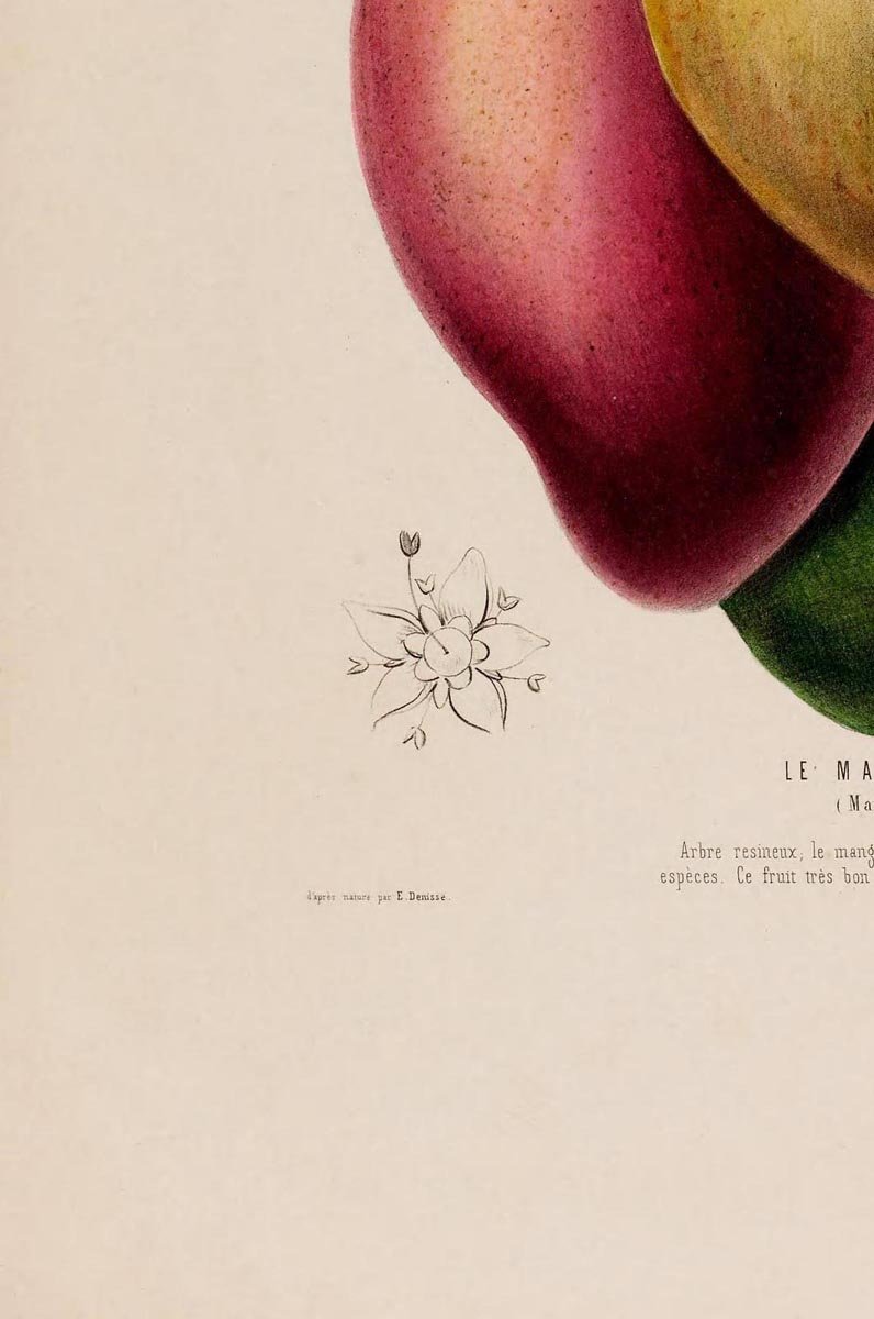 Le Mangotier Botanical Poster