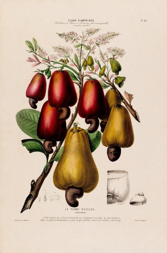 La Pomme Dácajou Botanical Poster