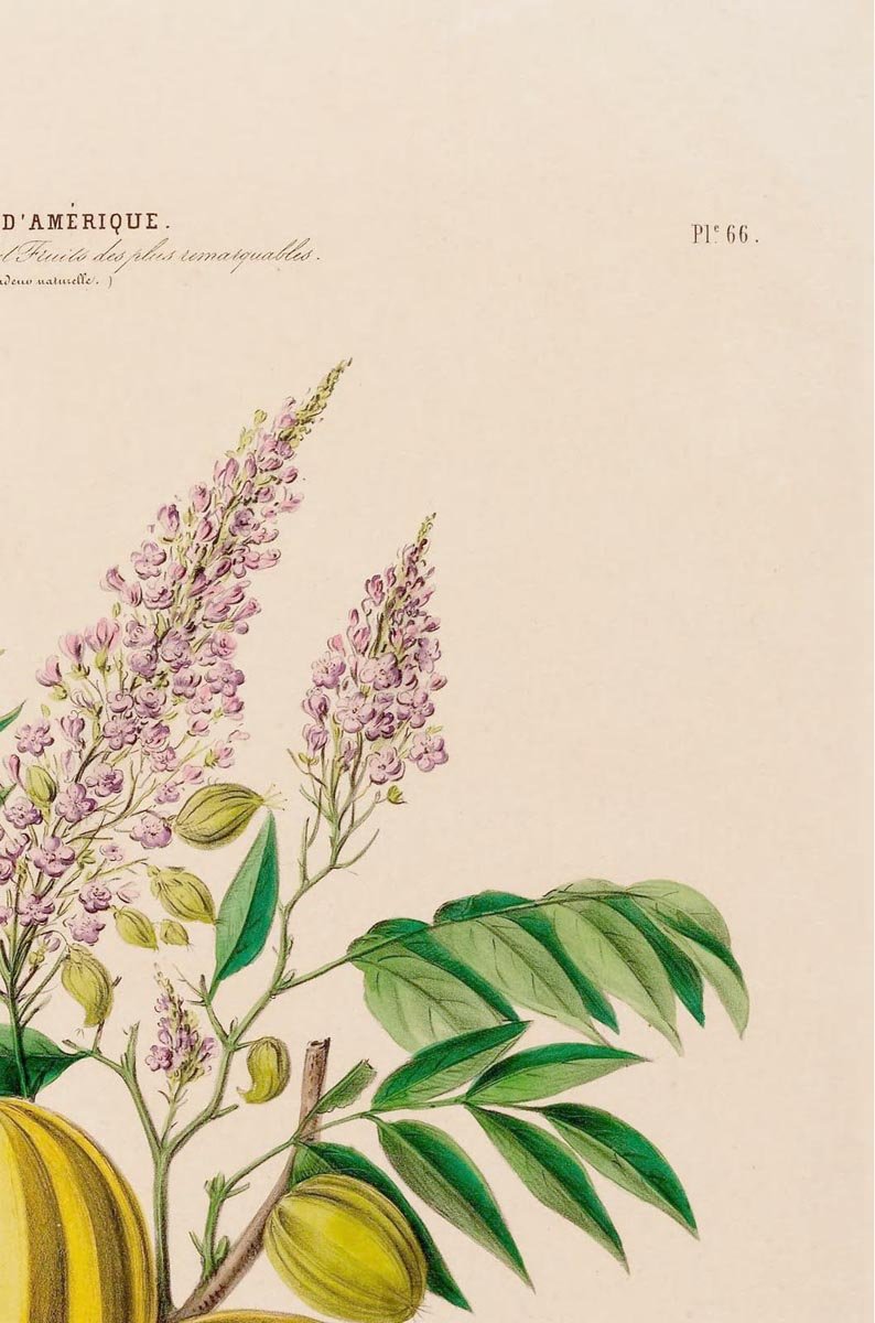 Le Caranbolier Botanical Poster