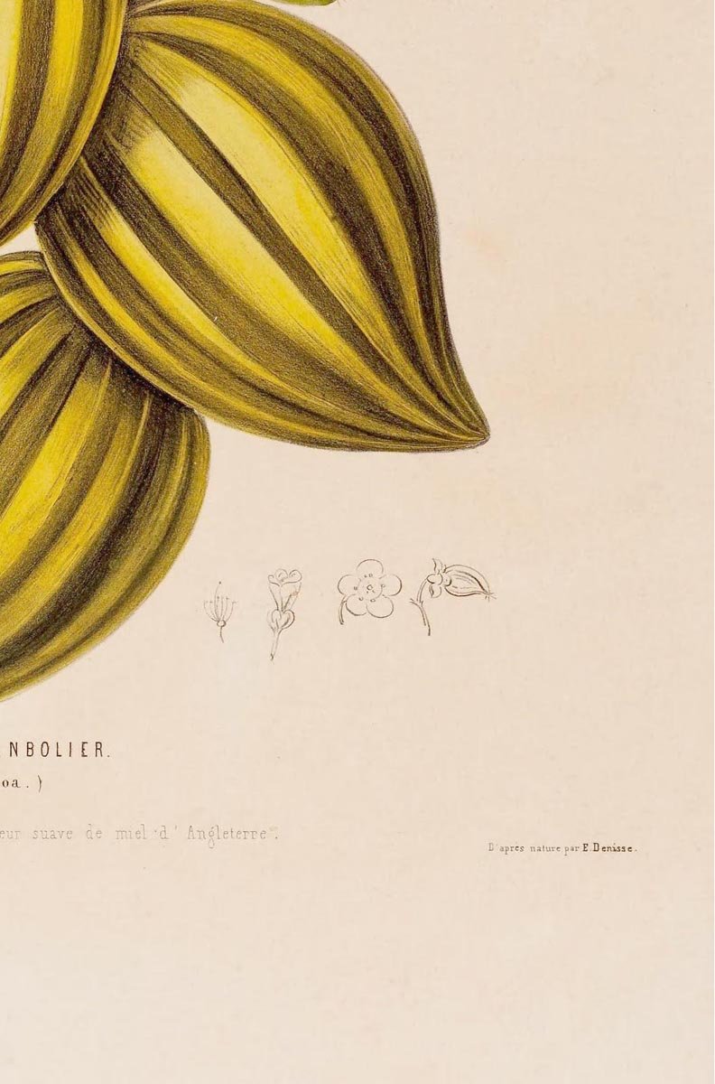 Le Caranbolier Botanical Poster