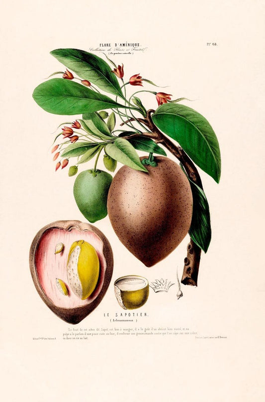 Le Sapotier Botanical Poster