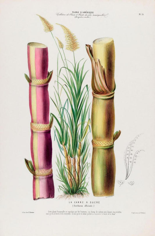 La Canne Botanical Poster