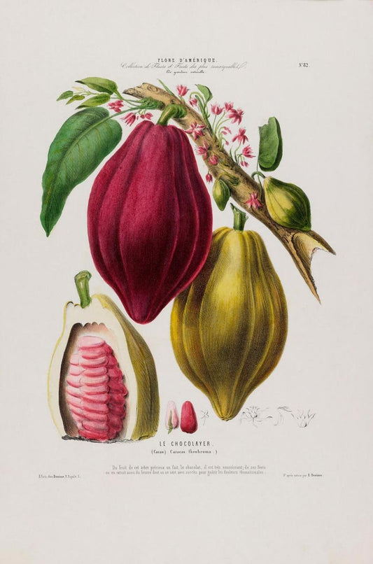 Le Chocolayer Botanical Poster