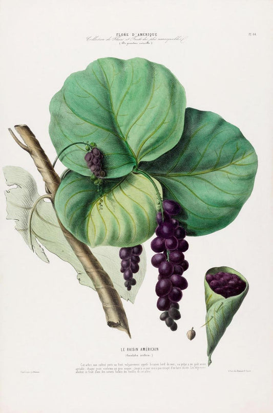 Le Raisin Botanical Poster
