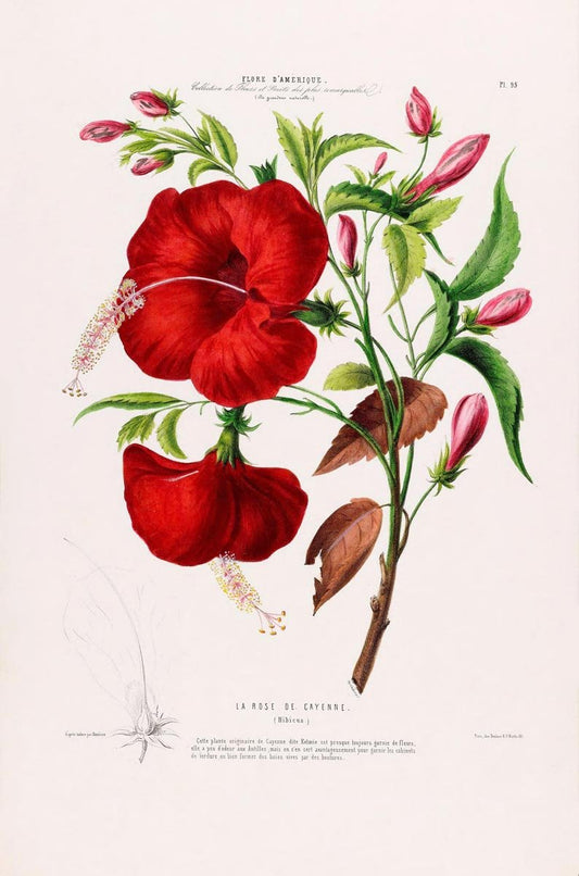 La Rose de Cayenne Botanical Poster