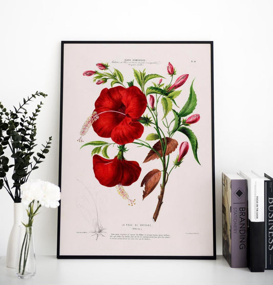La Rose de Cayenne Botanical Poster