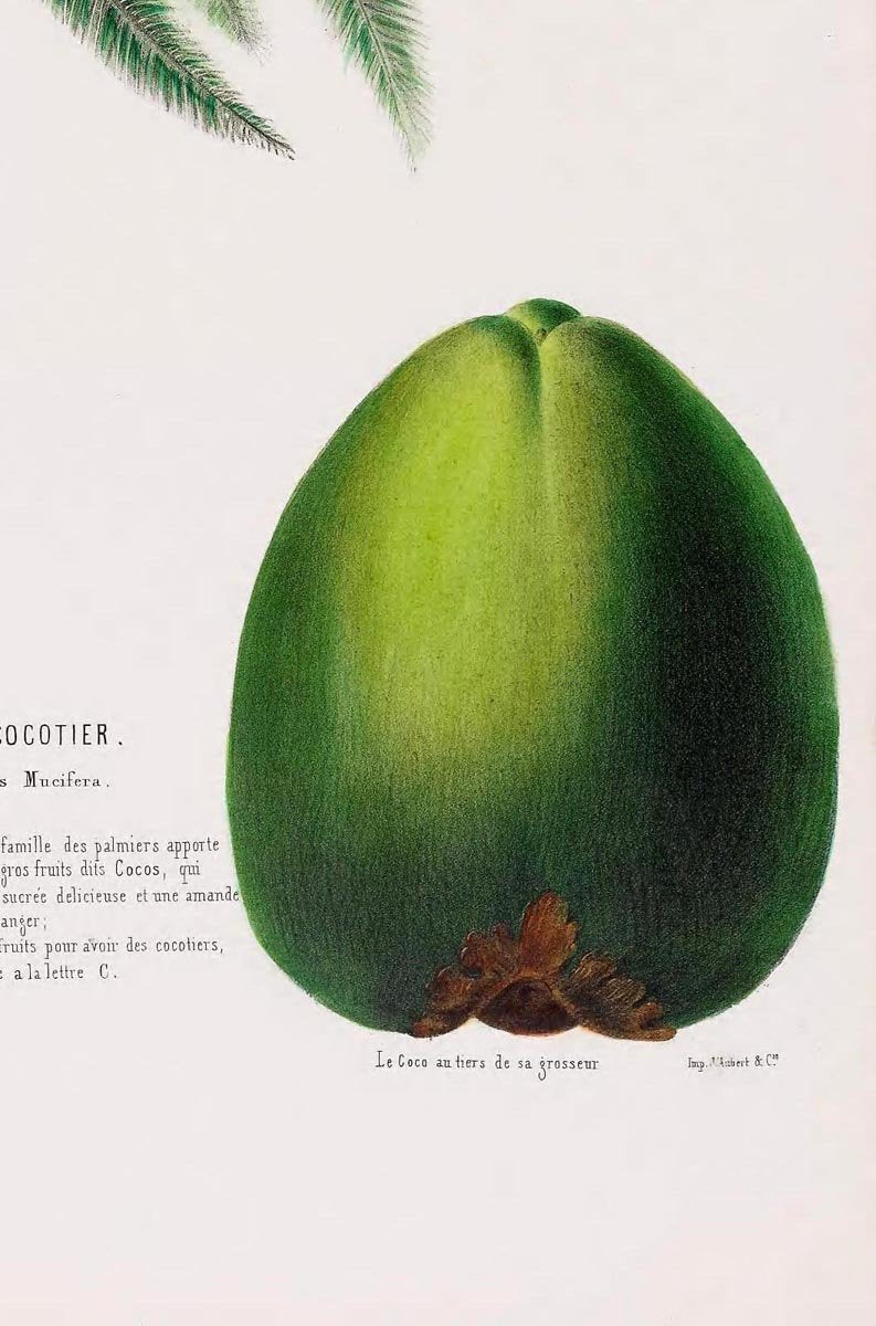 Le Cocotier Botanical Poster