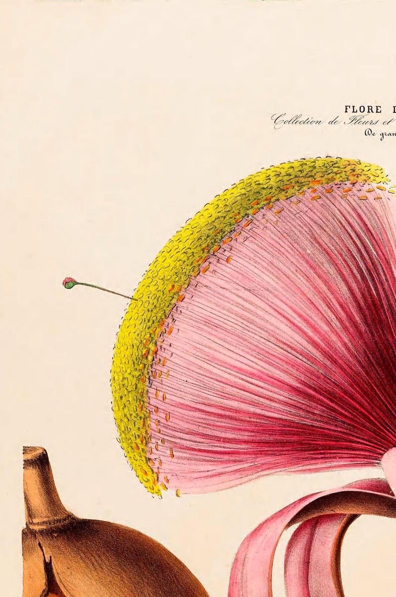 Le Marronier Botanical Poster