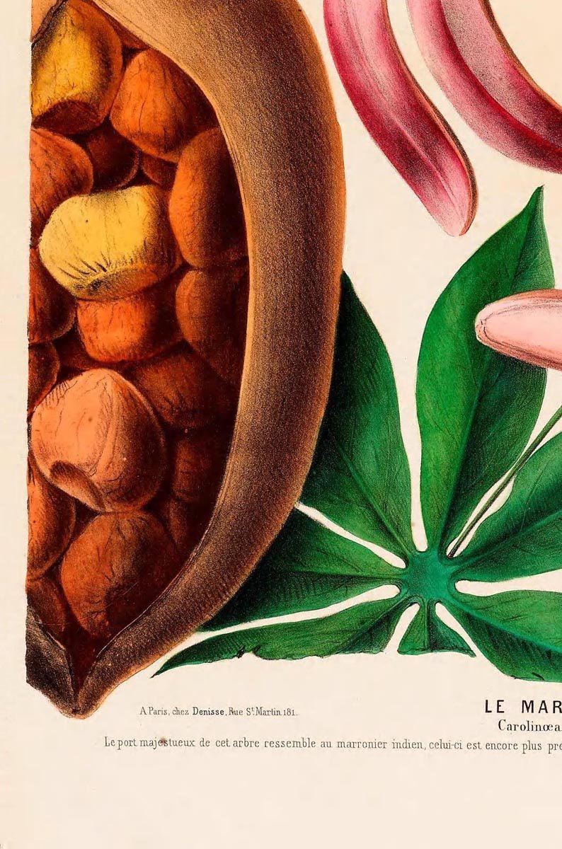 Le Marronier Botanical Poster