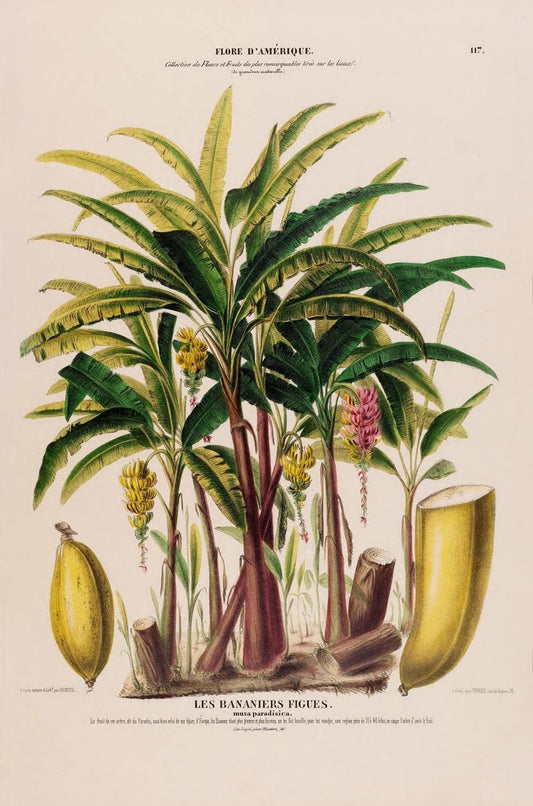 Les Bananiers Figues Botanical Poster