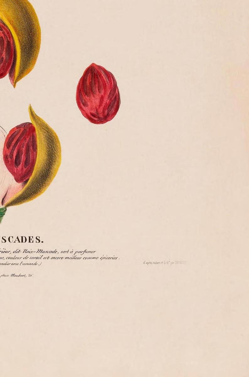 Les Muscades Botanical Poster