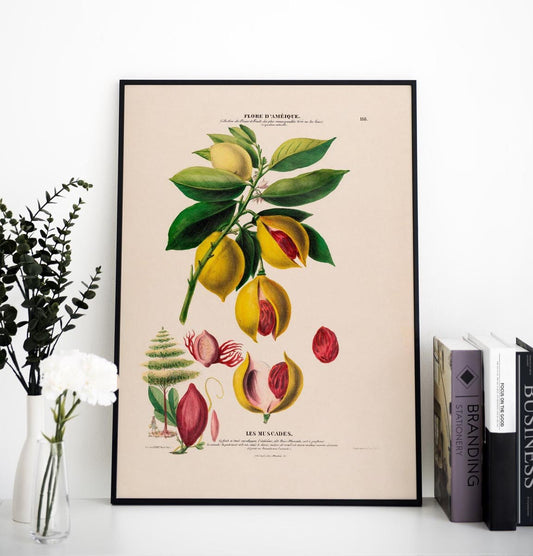 Les Muscades Botanical Poster