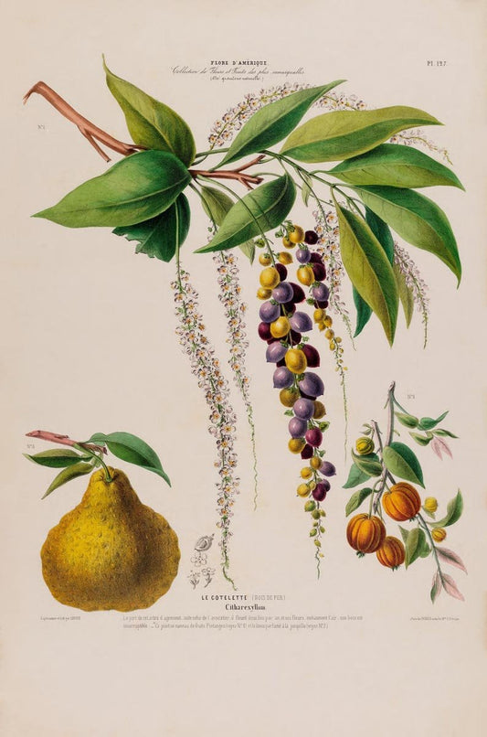 Le Cotelette Botanical Poster