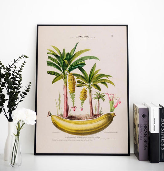 Le Bananier Musa Paradisica Botanical Poster
