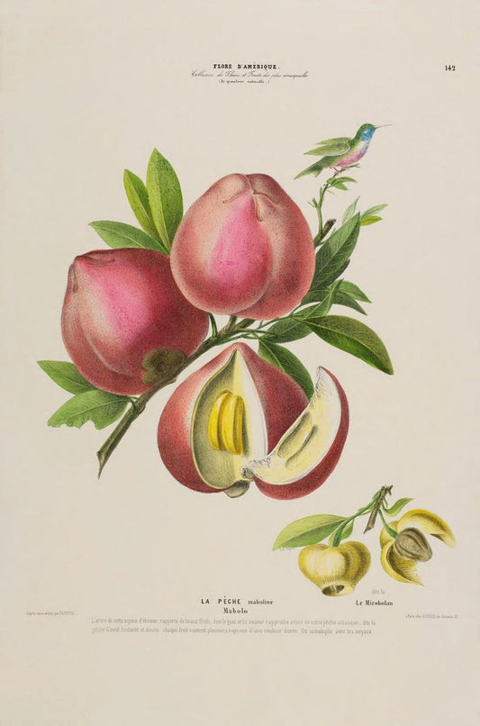 La Peche Botanical Poster