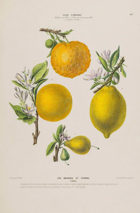 Les Oranges et Citrons Botanical Poster