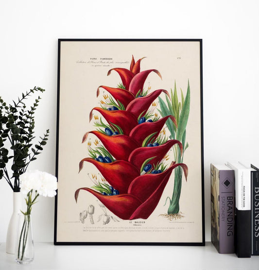 Le Balisier Botanical Poster
