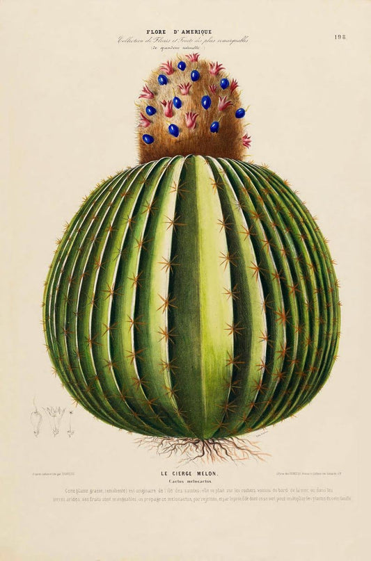 Le Cierge Melon Botanical Poster