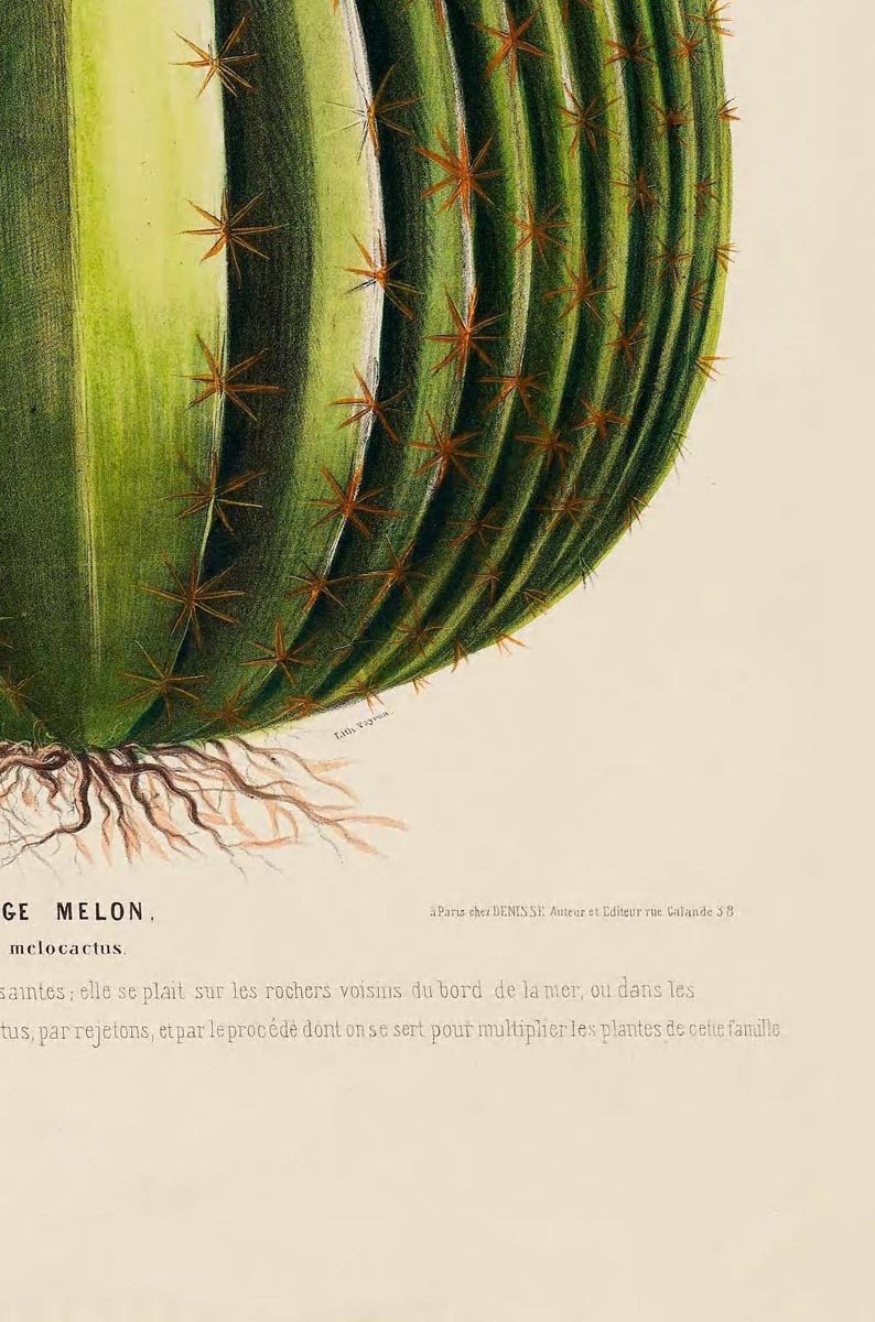 Le Cierge Melon Botanical Poster