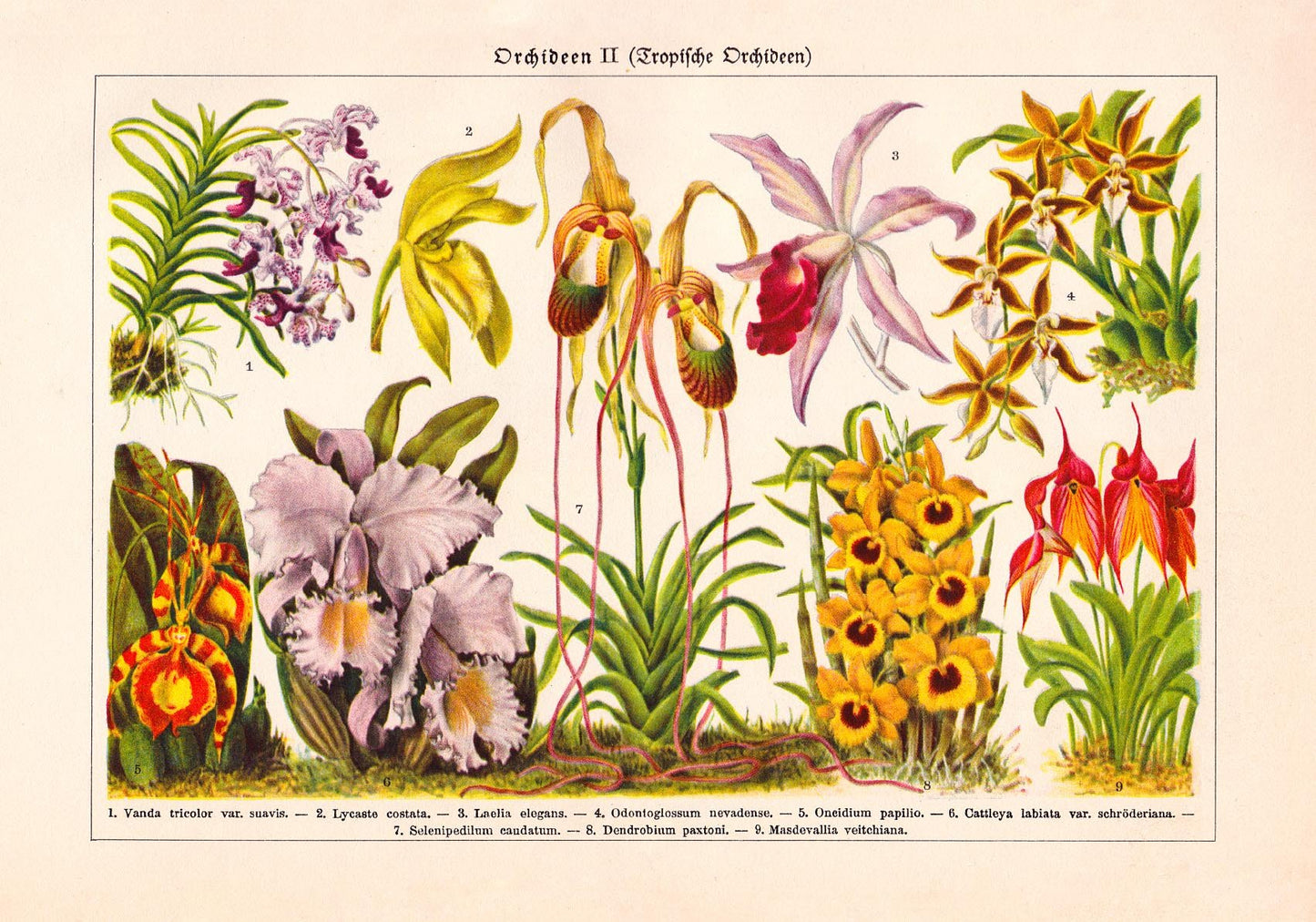 Orchid Flowers Chart Nr 2