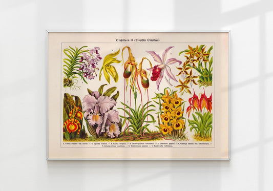 Orchid Flowers Chart Nr 2